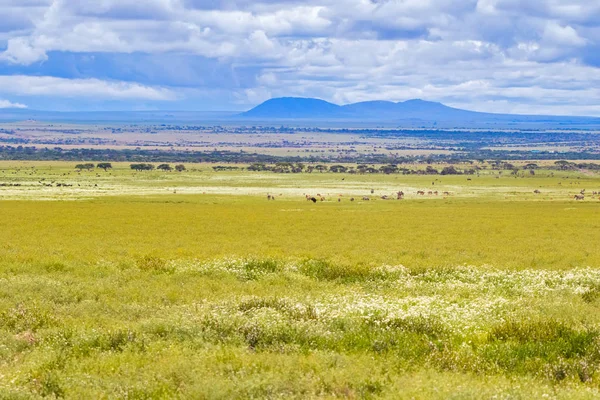 Rebaño Ñus Migración Cebra Las Llanuras Del Serengeti Parque Nacional — Foto de Stock