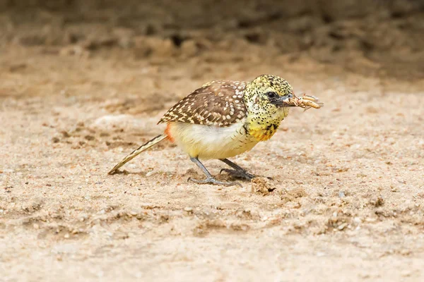 Pássaro Barbet Africano Fêmea Arnaud Com Bicho Bico Parque Nacional — Fotografia de Stock