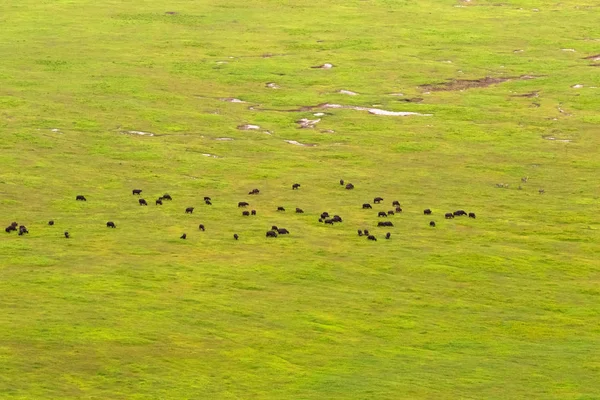 Búfalos Zebras Pastando Grama Campo Verde Chão Área Conservação Cratera — Fotografia de Stock