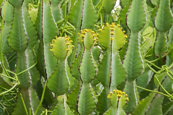 Närbild Euphorbia Växt Som Växer Ngorongoro Kratern Naturskyddsområde Tanzania Östafrika — Stockfoto