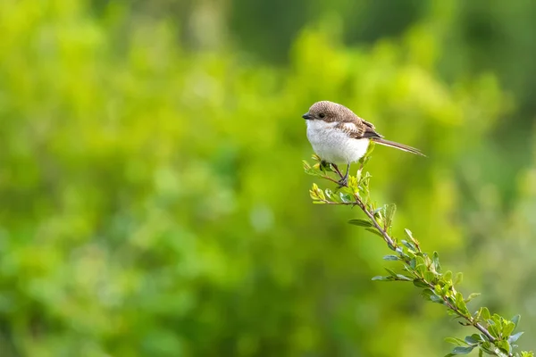 Pájaro Langosta Fiscal Común Marrón Blanco Posado Árbol Cráter Ngorongoro — Foto de Stock