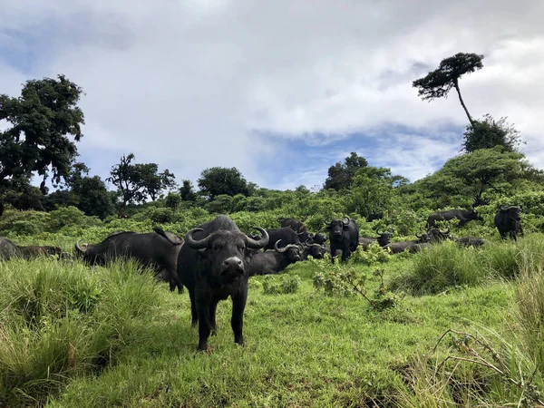 Herd of African buffalo (Cape buffalo) casting their votes for the next grazing spot at Ngorongoro Crater, Arusha Region, Tanzania, East Africa