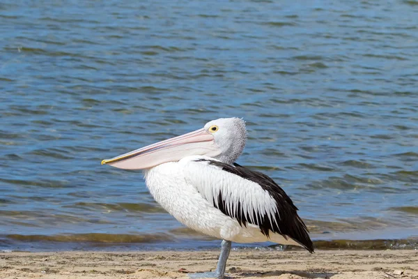 Australian Pelican Water Bird Pale Pink Bill Walking Nornalup Inlet — Stock Photo, Image