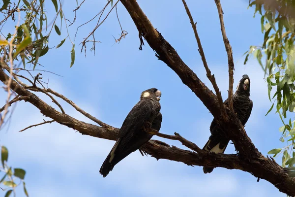 Dos Cacatúas Negras Posadas Rama Eucalipto Australia Occidental Contra Cielo — Foto de Stock