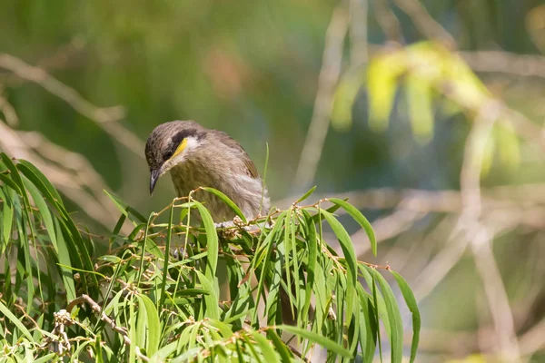 Mangrowe Honeyeater Ptaka Perching Bottlebrush Oddział Lesie Australia Zachodnia Gavicalis — Zdjęcie stockowe