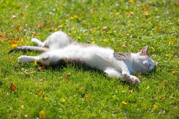 Cute White Cat Lying Resting Its Back Fresh Green Grass — Stock Photo, Image