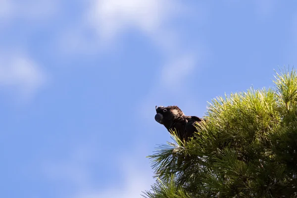Птах Чорний Какаду Сидить Гілці Дерева Західній Австралії Блакитному Небі — стокове фото