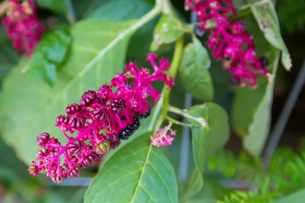 Flor Himalaia Pokeweed Poke Indiano Roxo Avermelhado Phytolacca Acinosa — Fotografia de Stock