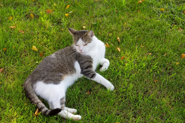 Cute White Cat Looking Sleepy Fresh Green Grass Morning Sunlight — Stock Photo, Image