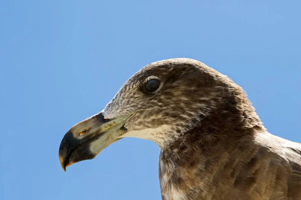 Närbild Ansikte Pacific Gull Mot Blå Himmel Australien Larus Pacificus — Stockfoto