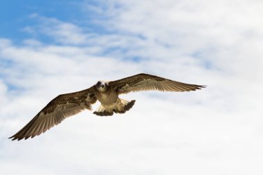 Uçuşta, Avustralya (Larus pacificus mavi gökyüzünde uçan uçan büyük kahverengi kuş Pasifik martı)
