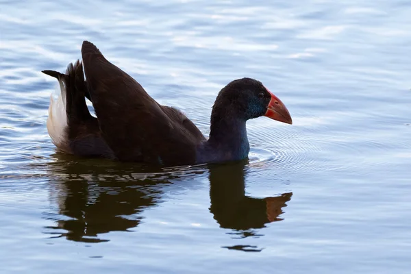 Australiën swamphen, Purple Swamphen Bird, zwemmen in Lake in West-Australië — Stockfoto