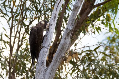 Carnabys siyah-Cockatoo kuş Batı Avustralya 'da Eucalyptus ağaç kamyon gagalama