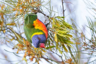 Rainbow Lorikeet Batı Avustralya 'da ağaca yan aşağı kuş tüngüsü