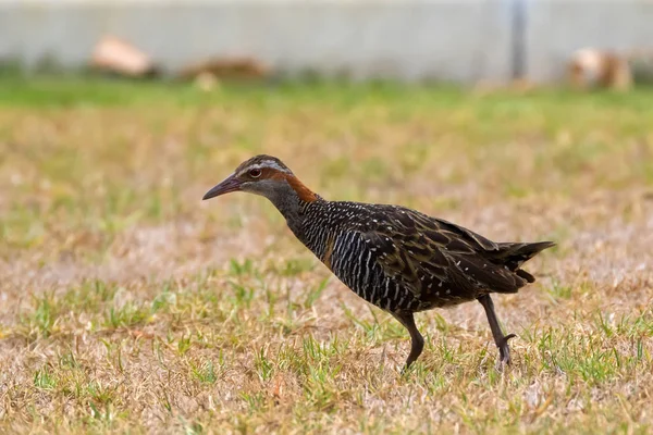 Buff-Bandad järnväg fågel födosök på gräs i västra Australien — Stockfoto