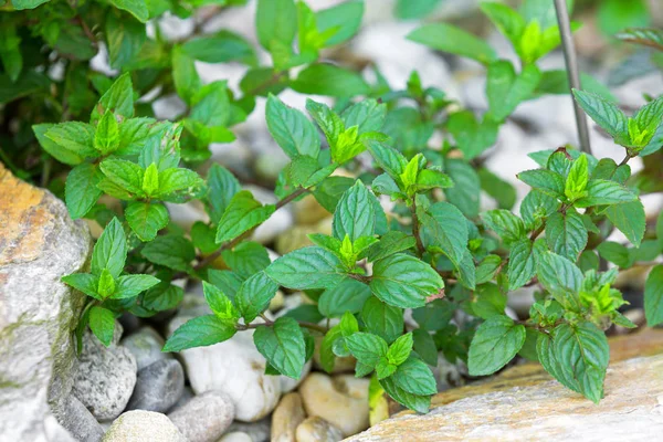 Home grown hybrid Chocolate mint, peppermint growing in garden — Stock Photo, Image