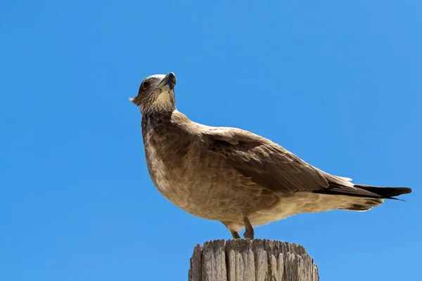 Pacific Gull stående på trä mot blå himmel i Australien — Stockfoto