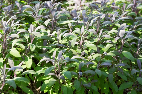 Hem odlas lila salvia i rödaktig lila färg växer i trädgården — Stockfoto