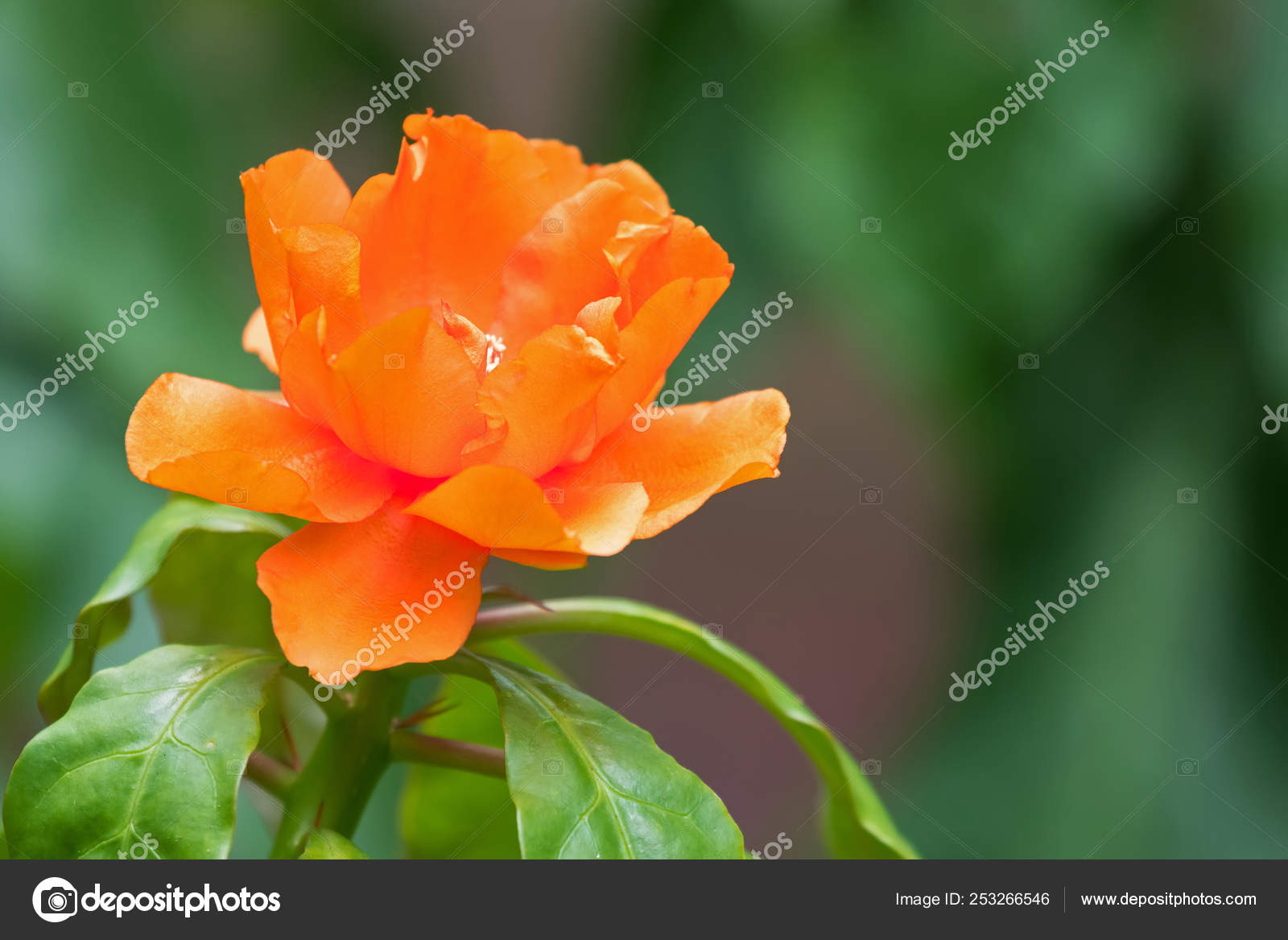 Flor naranja de cactus de rosa, también llamada rosa de cera, cactus de  hoja: fotografía de stock © sasimoto #253266546 | Depositphotos