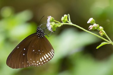 Beyaz lekeler çiçek üzerinde beslenme ile kahverengiye milkweed kelebek
