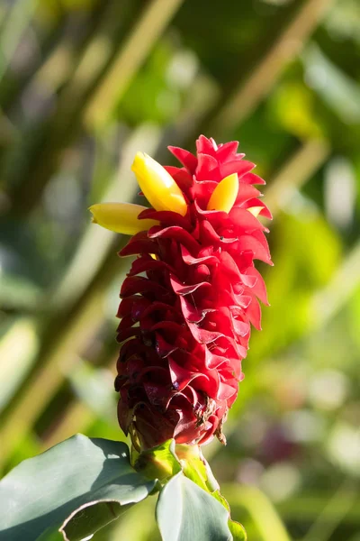 Närbild gul röd blomma av spiral ingefära växer i trädgården — Stockfoto
