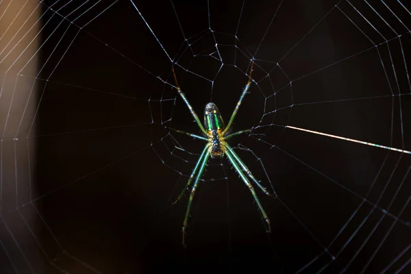 Araña Leucauge, tejedora orbe de mandíbulas largas con color verde en su tela —  Fotos de Stock