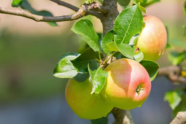 Home grown organic apple tree with fruit growing in orchard — Stock Photo, Image
