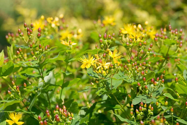 Fiori gialli di Tutsan, chiamati anche Erba di San Giovanni Arbustiva, ambra dolce — Foto Stock