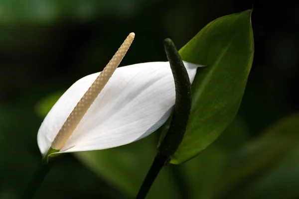 Closeup white flower of Anthurium, also called Flamingo Flowers — Stock Photo, Image