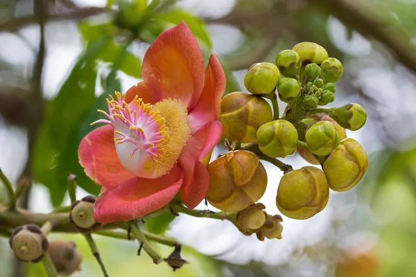 Bela inflorescência flor rosa de árvore de canhão — Fotografia de Stock