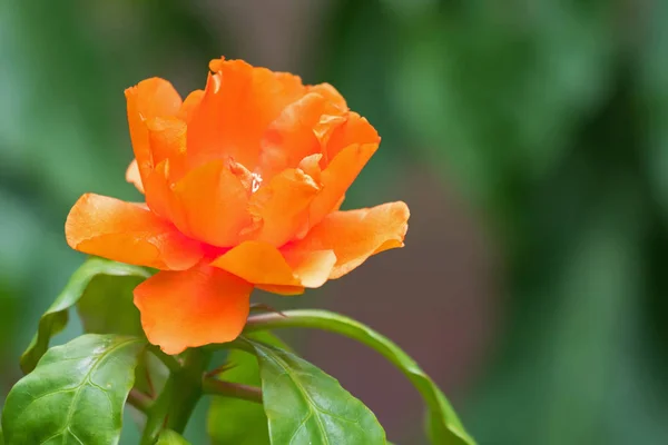 Fiore arancione di cactus rosa, chiamato anche rosa cera, cactus a foglia — Foto Stock