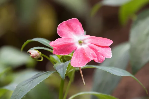 Ροζ λευκό λουλούδι του impatiens λουλούδι με πράσινα δόντια φύλλα — Φωτογραφία Αρχείου