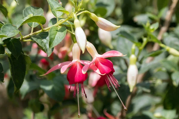 Pink white flower of hybrid Fuchsia, Fuchsia  hybrida in garden — Stock Photo, Image