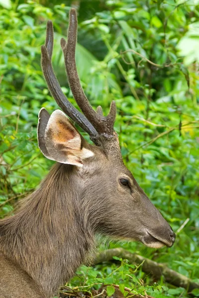 Close-up rosto de veado Sambar macho na floresta em Khao Yai, Nakhon Ratchasima, Korat, Tailândia — Fotografia de Stock