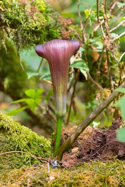 Reddish brown flower of Cobra Lily, also called Jack in the Pulpit