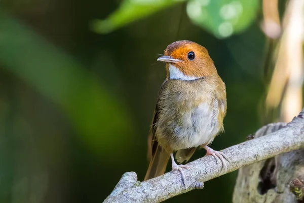 흰 목이 있는 붉은 갈색의 rufous Browed 플라이 캐처 새 — 스톡 사진