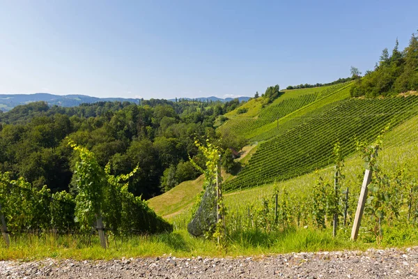 Vineyard på åsen. Vindruene vokser i sørlige Styrian, Leutschach, Østerrike – stockfoto