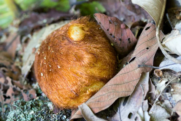 Helecho de rizomas lanudos, Helecho de pollo dorado que crece en el bosque en Chiang Mai, Tailandia — Foto de Stock