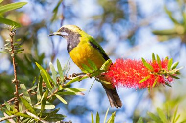Erkek turuncu-Fraser Tepesi, Malezya, Asya 'da şişe fırça çiçek üzerinde bellied leafbird kuş