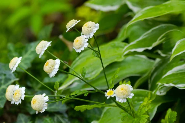 Insetos em Feverfew planta com flores brancas amarelas durante o verão — Fotografia de Stock