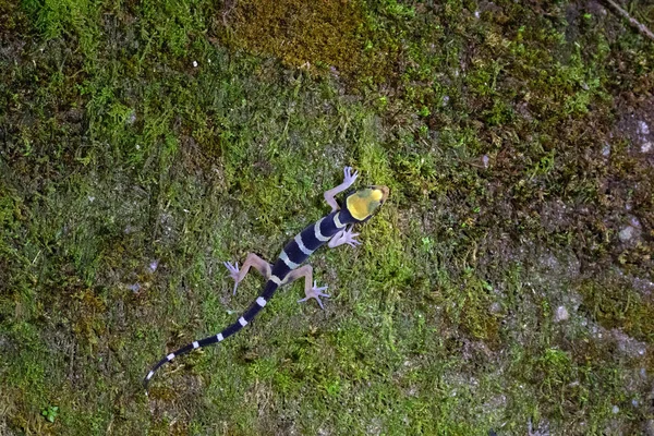 Maláj Forest Gecko, beöntött hajlított gekkó — Stock Fotó