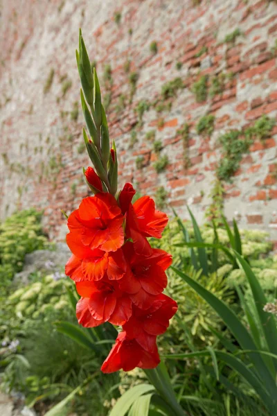 Rosso arancio Gladiolo fiore (giglio spada) al sole estivo — Foto Stock