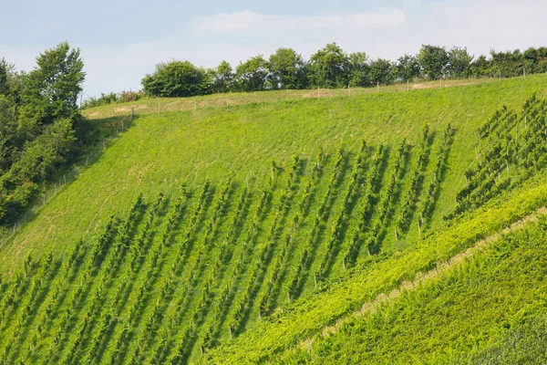 डोंगरावर द्राक्षमळ्याचा लँडस्केप दृश्य. हे वाईन द्राक्ष दक्षिण स्टिरियन, ऑस्ट्रियामध्ये वाढत आहेत — स्टॉक फोटो, इमेज