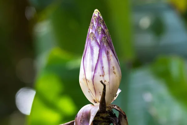 Blomma lila av blommande banan växer i tropisk skog i Malaysia — Stockfoto