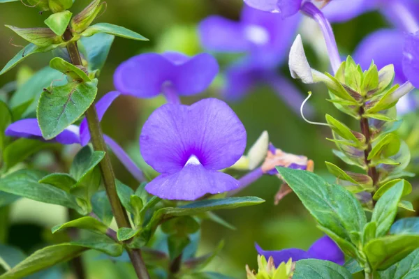 Purpurové květy brazilského Snapdraka vyrůstající v Asii — Stock fotografie
