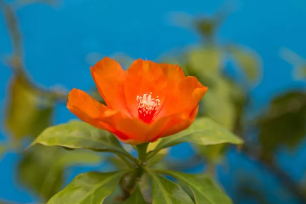 Closeup orange flower of Rose cactus, also called Wax rose,  leafy cactus — Stock Photo, Image