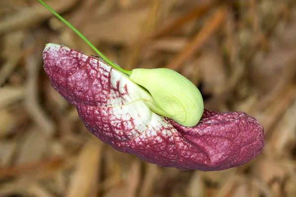 Brote de la flor de la pipa del holandés brasileño (flor pelícano gigante ) — Foto de Stock