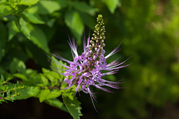 Purple flower of Purple Cat's Whiskers growing in tropical area