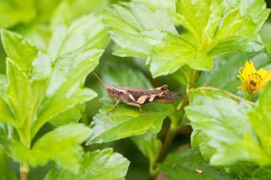 Singapur yeşil yaprak üzerinde kahverengi çekirge