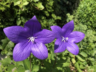 Mavi mor balon çiçek olarak da bilinen Çin Bellflower, 